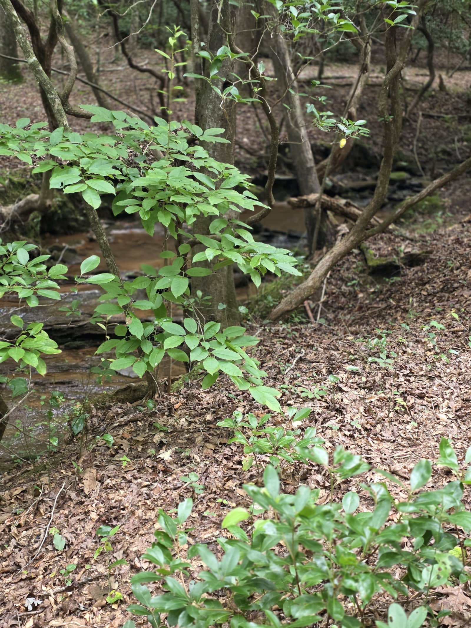 Creekside trees at Sanctuary 120