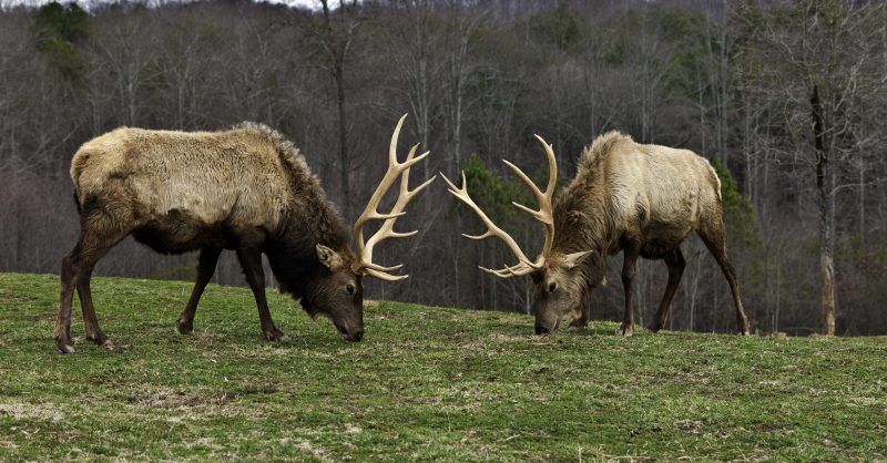 Chestatee Wildlife Preserve & Zoo